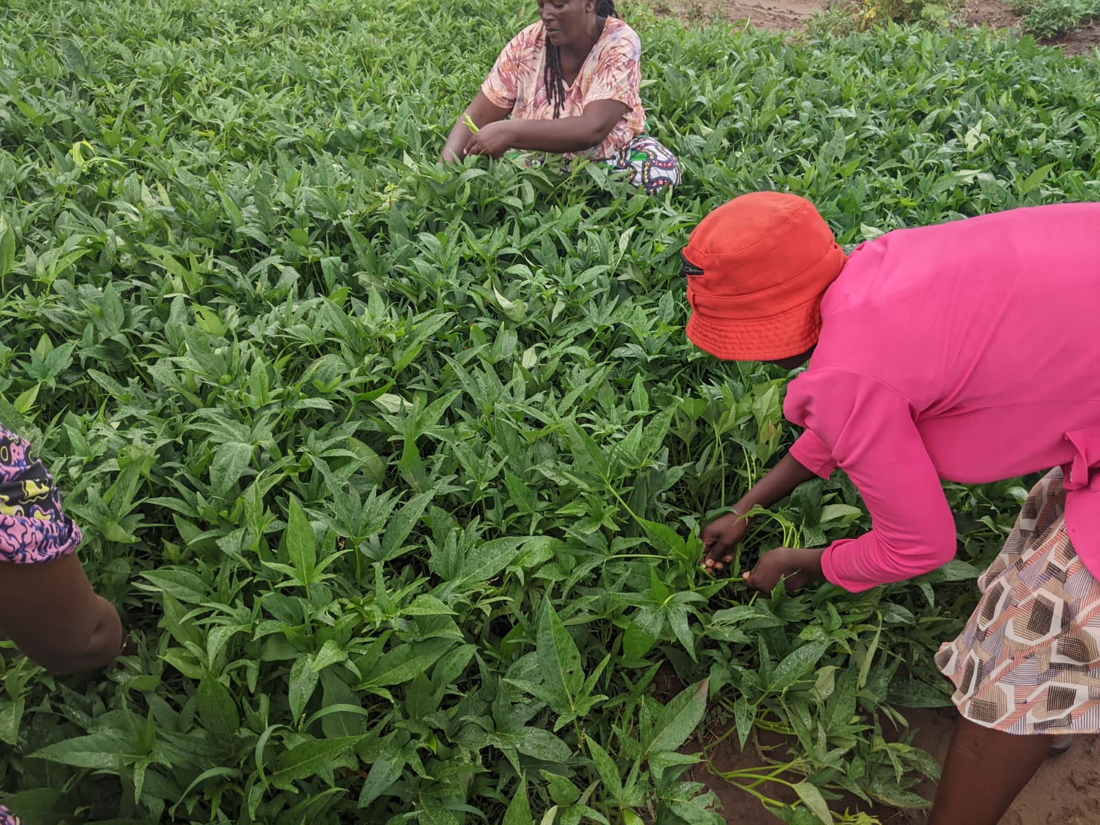 Livelihoods Training